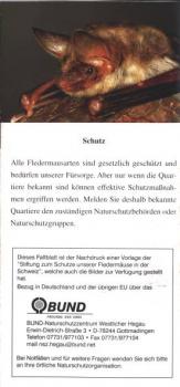 Faltblatt 'Das Große Mausohr' (Seite 6)